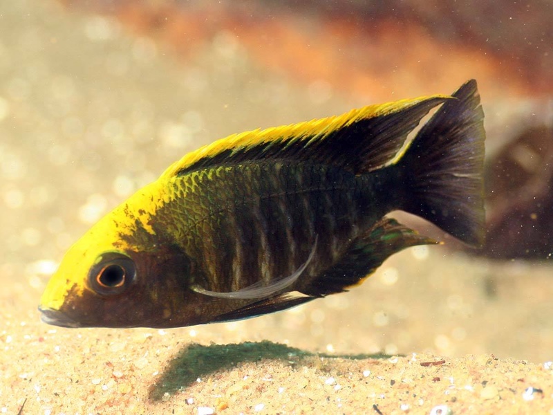 Aulonocara maylandi 'Luwala Reef'